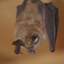 コウモリ